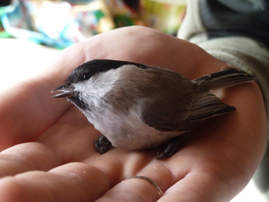 stoned-bird.jpg