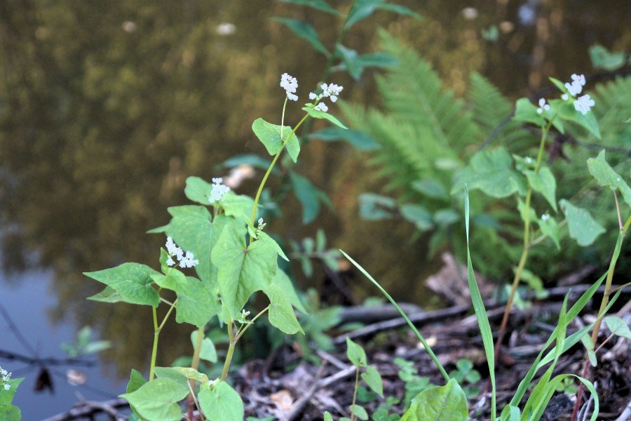 buckwheat.jpg